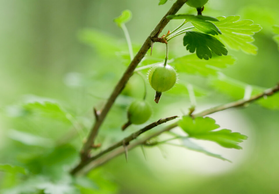 Green berries in a forest