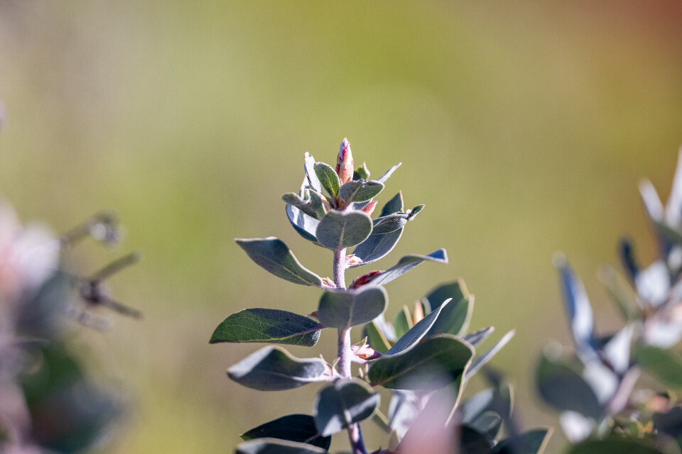 A simple wild plant