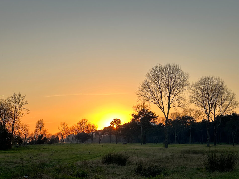A lone tree at sunset